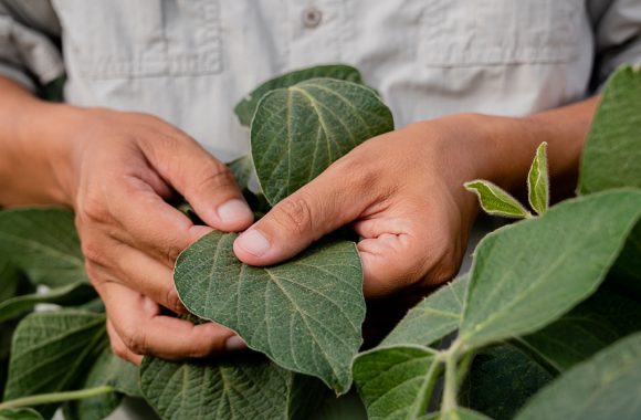 Cultivo de soja